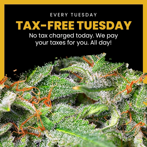 tax-free tuesday at golden state canna dispensary