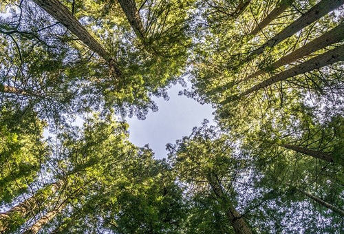 Tall trees in Marin County, highlighting the accessibility of Marin weed delivery services.