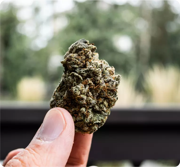 A person holding cannabis flower they ordered from Golden State Canna, the dispensary providing the best weed delivery in Bakersfield CA.